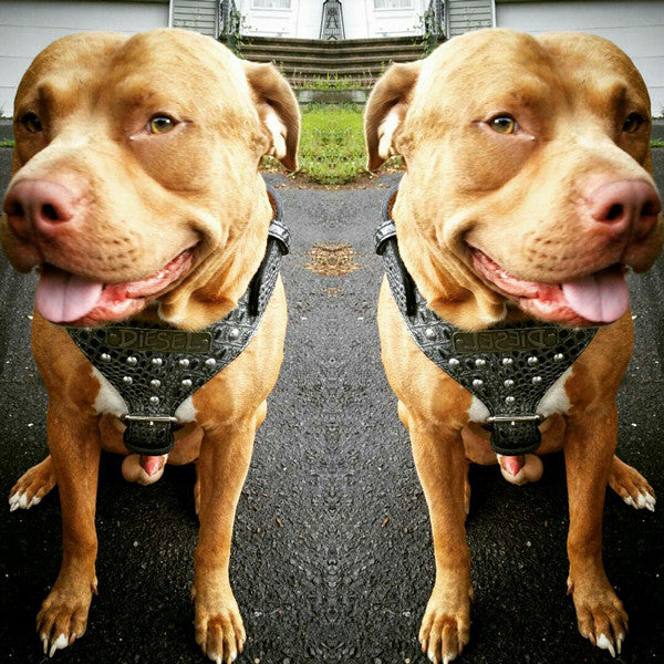 NH3 - Name Plate Studded Leather Harness - 9