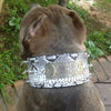 NX1 - 3" Name Plate Spiked Leather Dog Collar - 3
