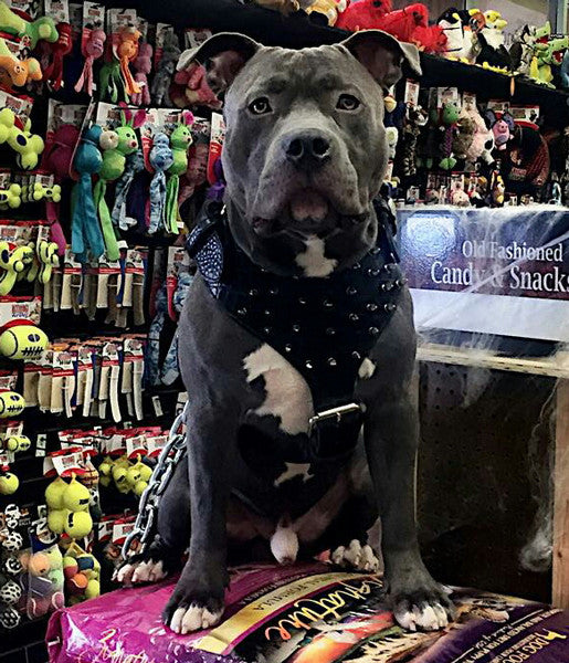 Y62 - Spiked Leather Dog Harness - 3