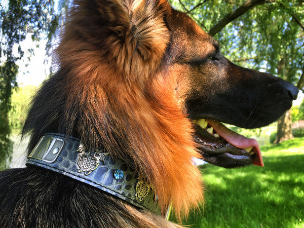 V30 - 1 1/2" Name Plate Dragons & Gems Leather Collar - 3