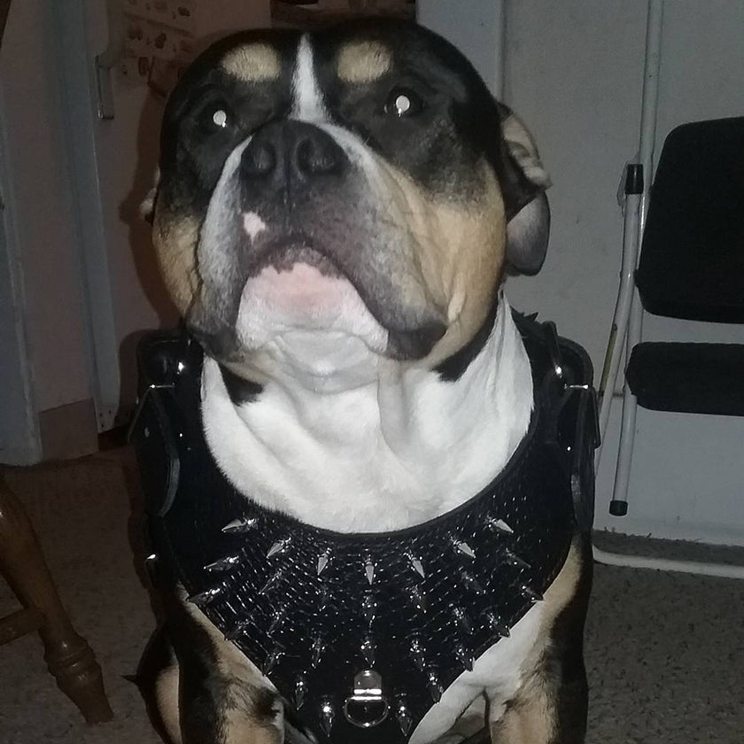 Y51 - Spiked Leather Dog harness