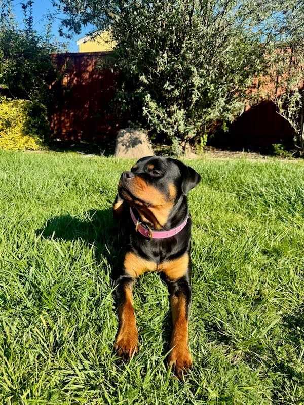 V44 - Custom 1.5" Wide Italian Leather Bling Dog Collar – Crystal Gem Edition