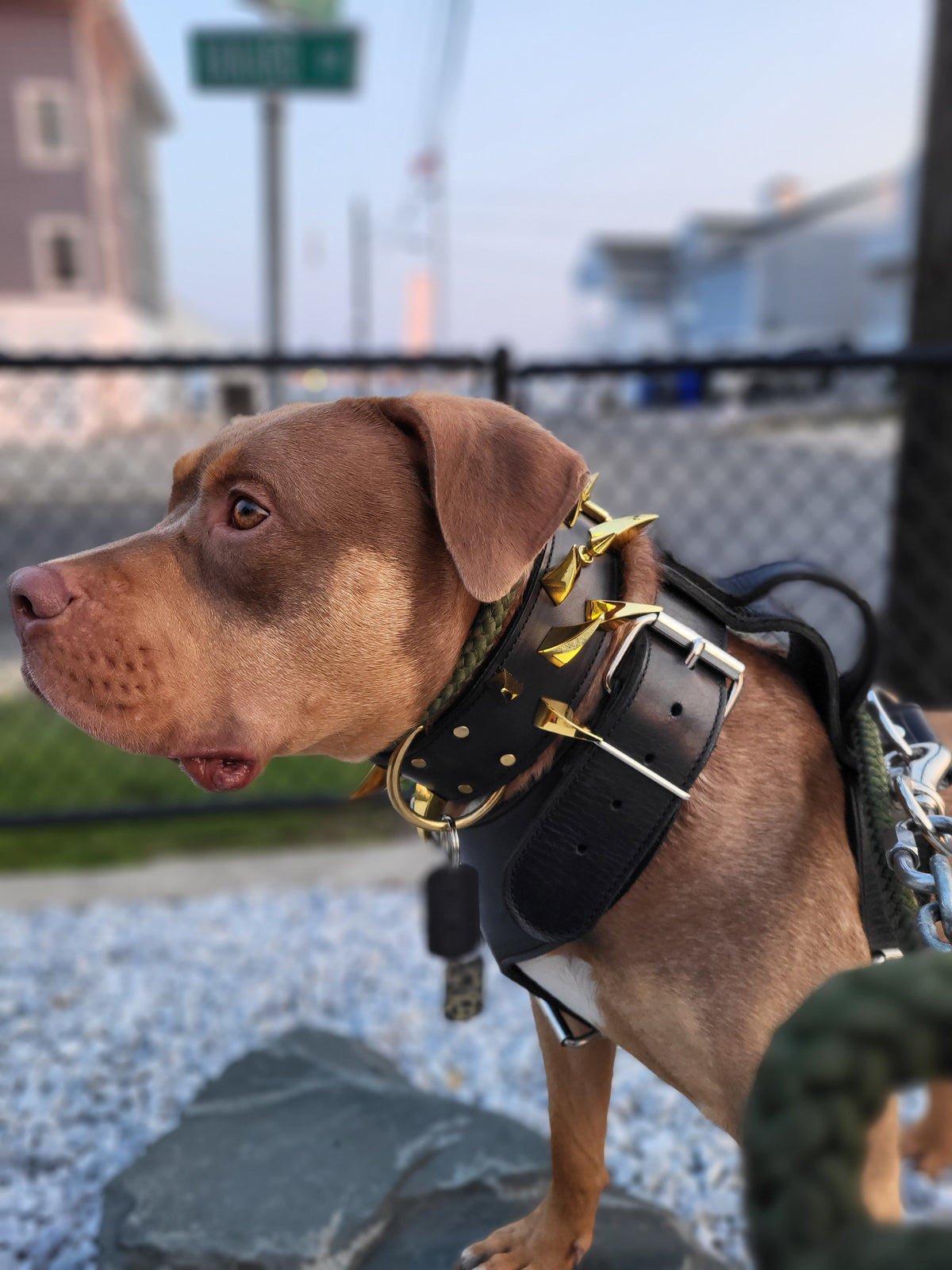 W2 - 2" Wide Spiked Leather Dog Collar