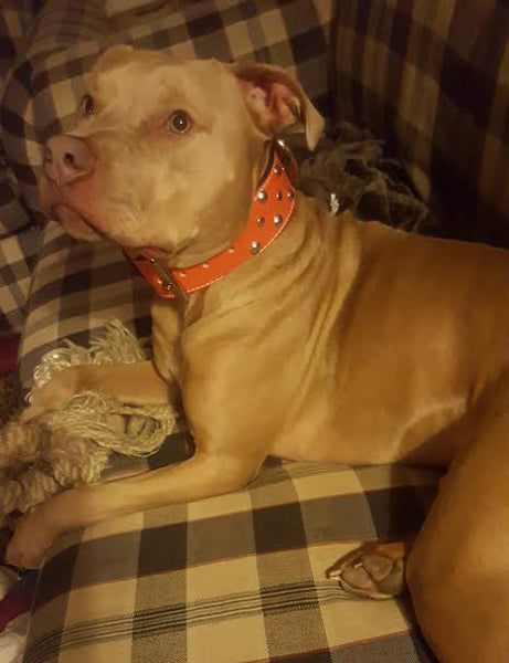 Leather Dog Collar with Studs & Rivets, Custom Collar 2" Wide - W30