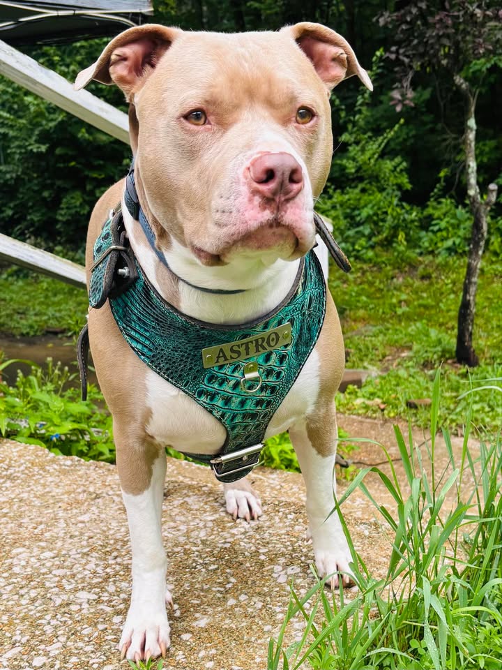 NH4 - Arnês de couro para cães com placa de identificação