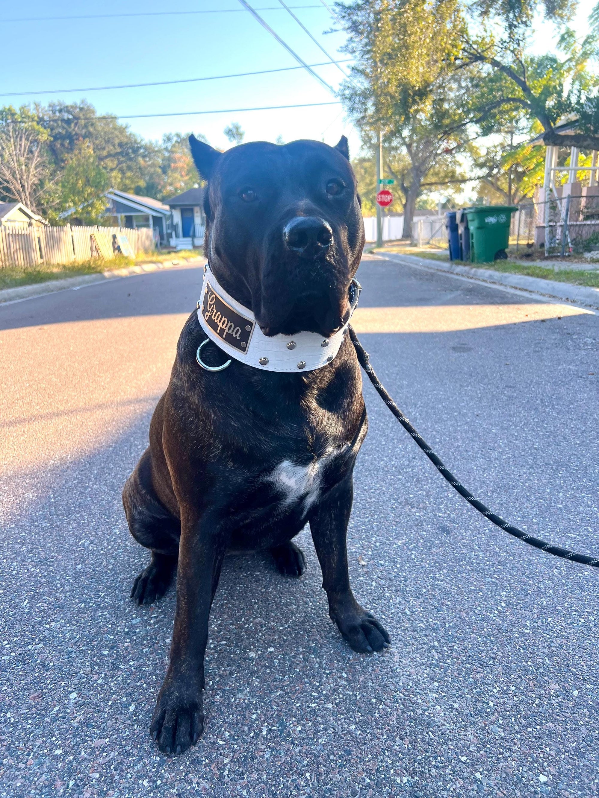 Collar de cuero para perros, collar con placa de identificación, tachonado, collar de 3" de ancho - NX3