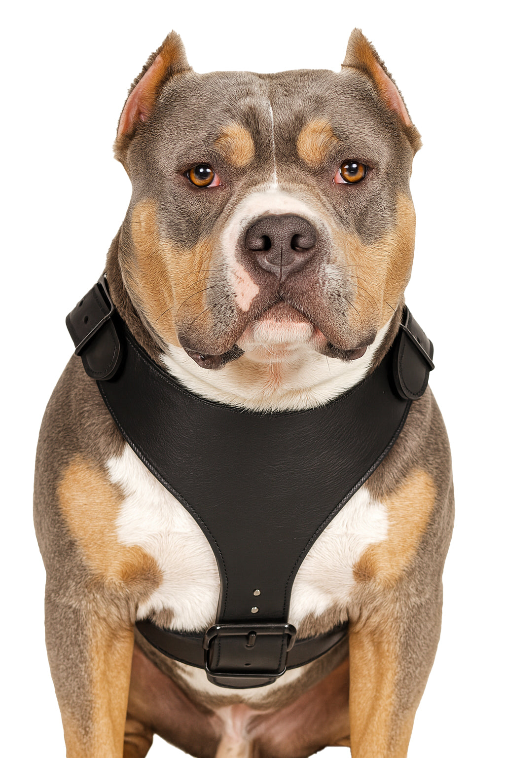 H1 - Custom Made Leather Dog Harness