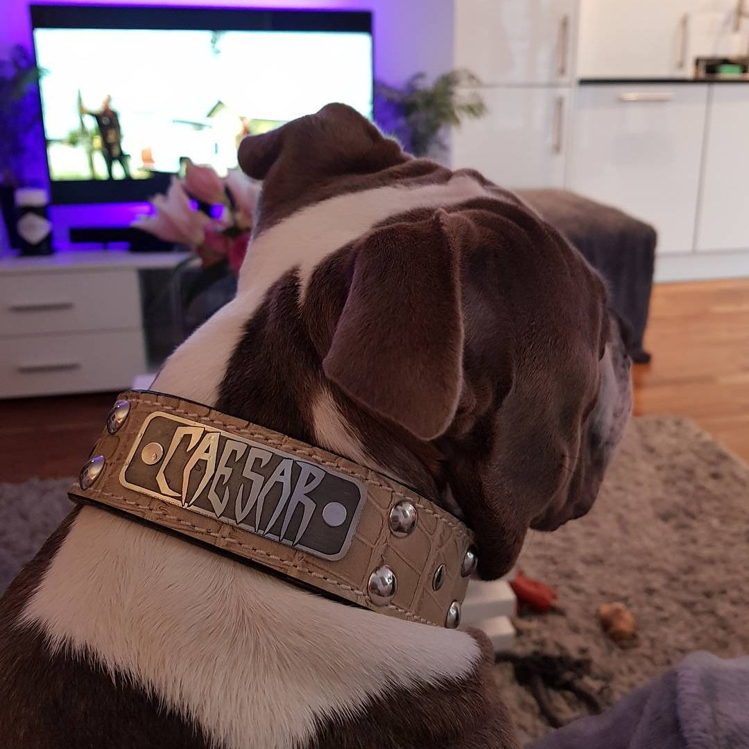 N12 - 2" Wide Leather Studded Dog Collar with Name Plate