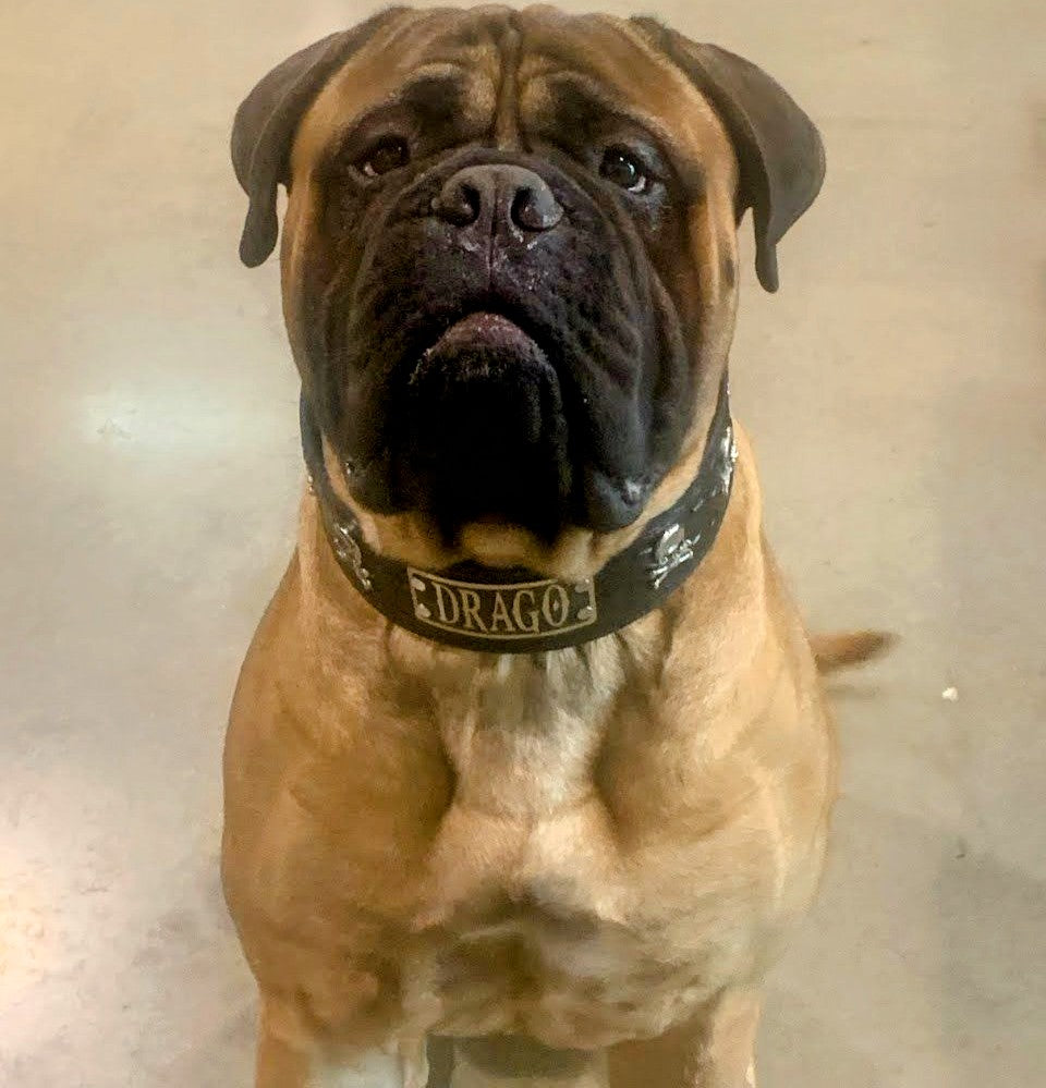 Collar de cuero para perros con calavera y huesos cruzados, resistente, de 2,5" de ancho - NJ13