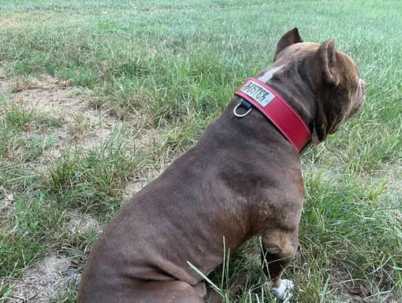 N15 - 2" Wide Personalized Leather Dog Collar