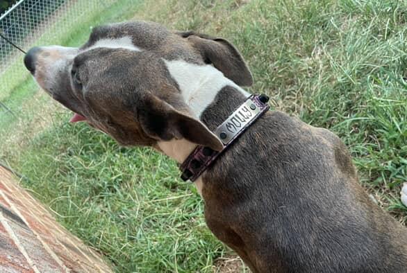 U1 - 1" Wide Leather Dog Collar with Studs and Name Plate