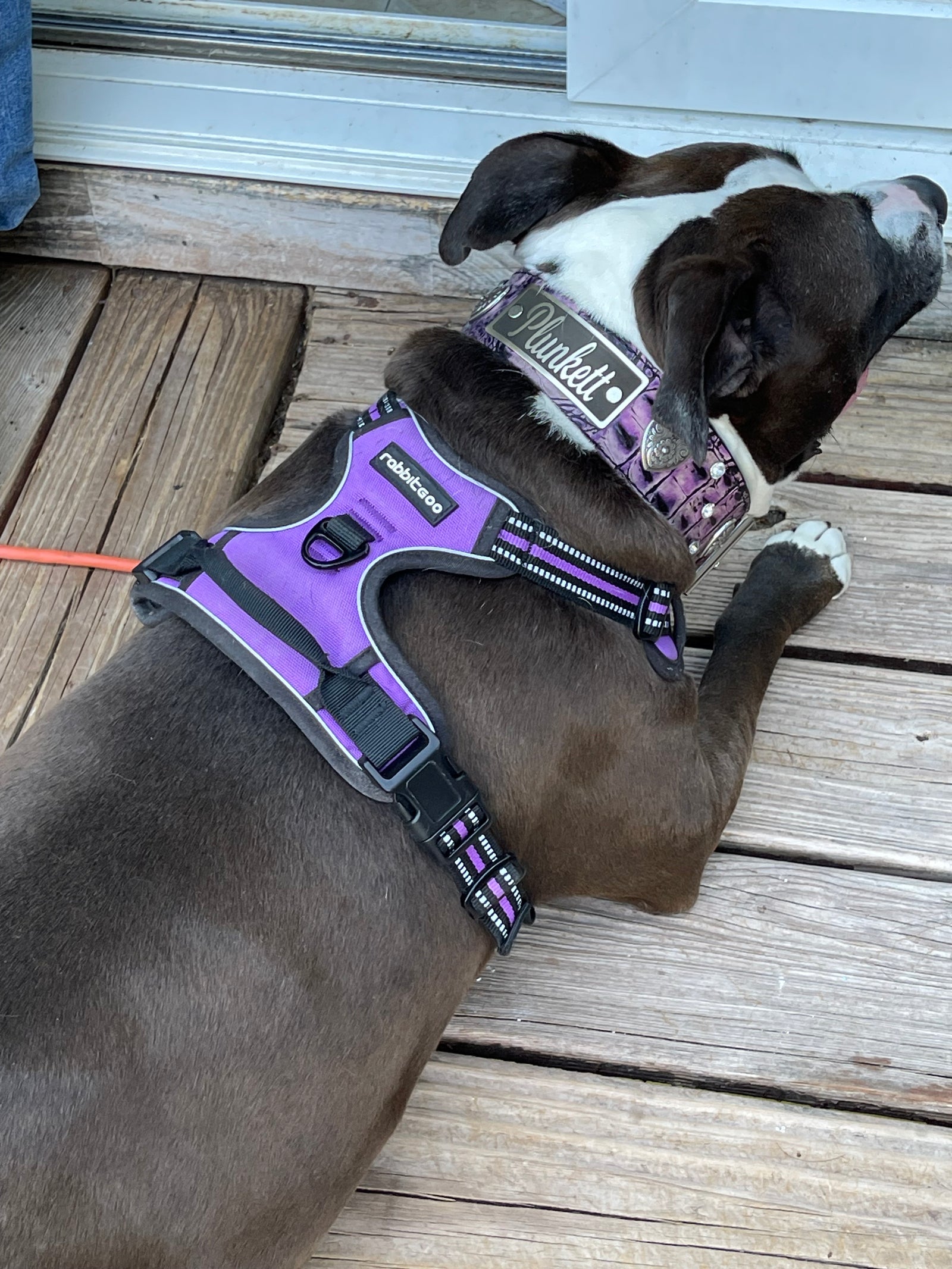WN37 - 2" Wide Personalized Leather Dog Collar with Hearts & Gems