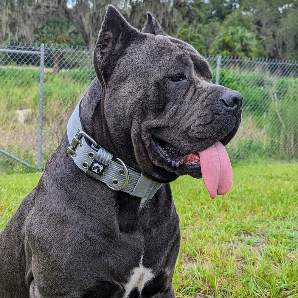 Buy Service Nylon Cane Corso Collar