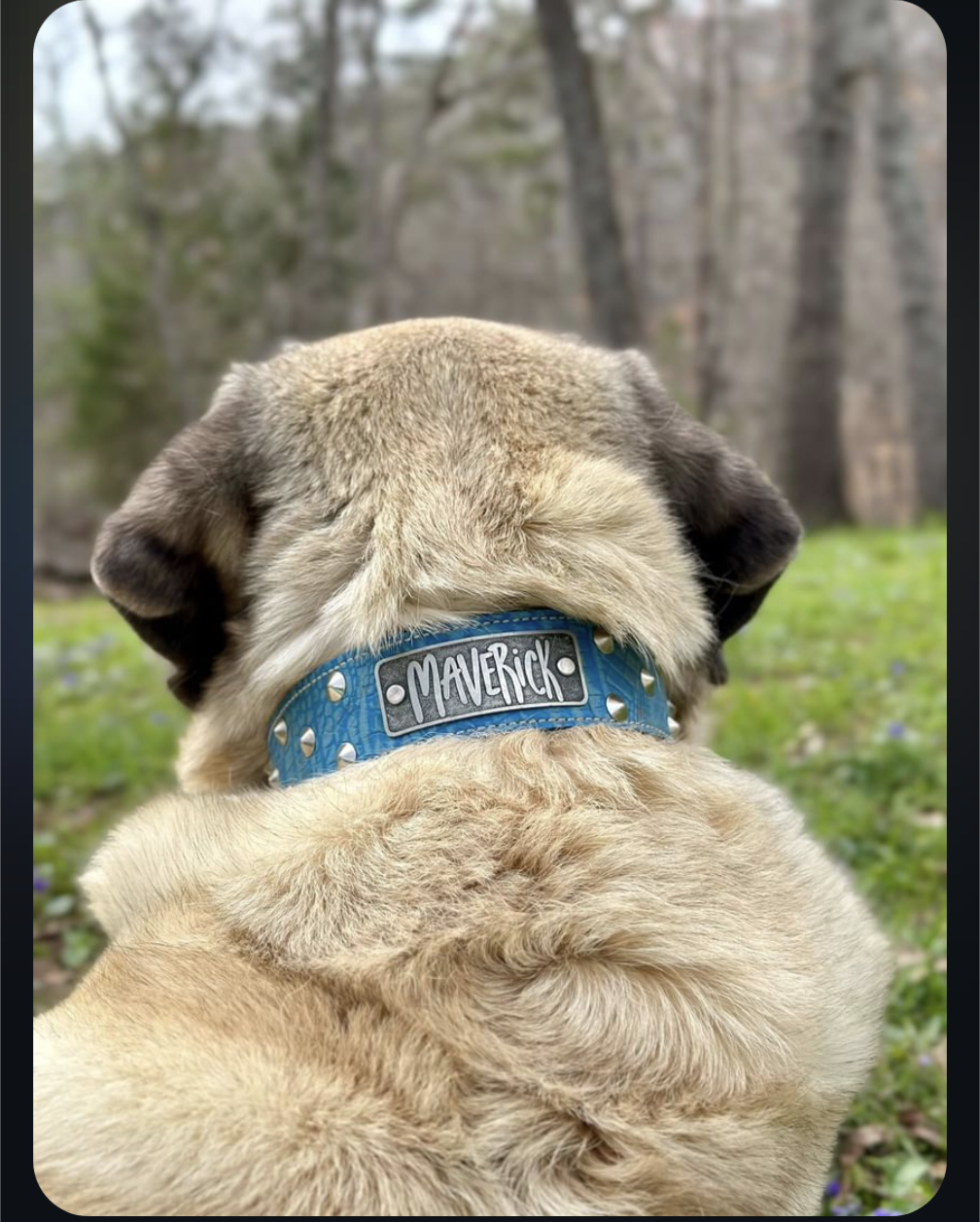 WN1 - 2" Wide Personalized Leather Dog Collar with Studs