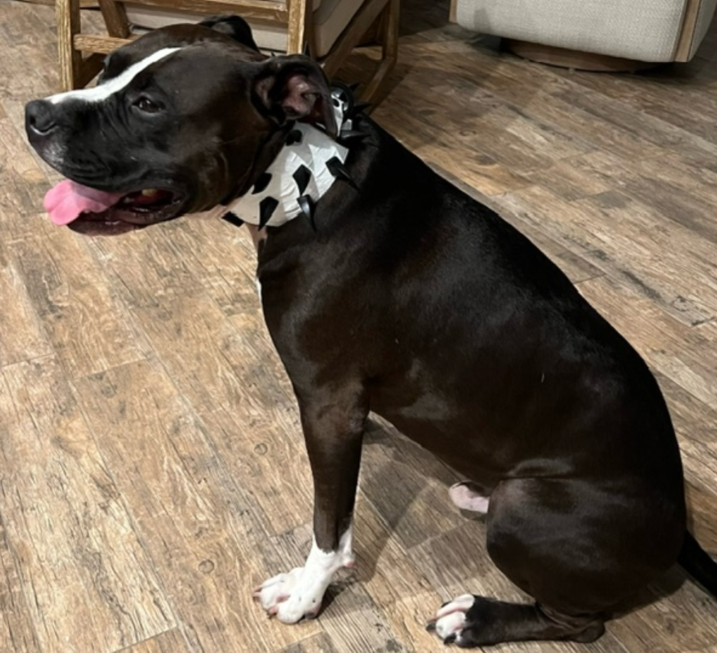 X24 - Coleira para cachorro com garra de dragão de 3" de largura