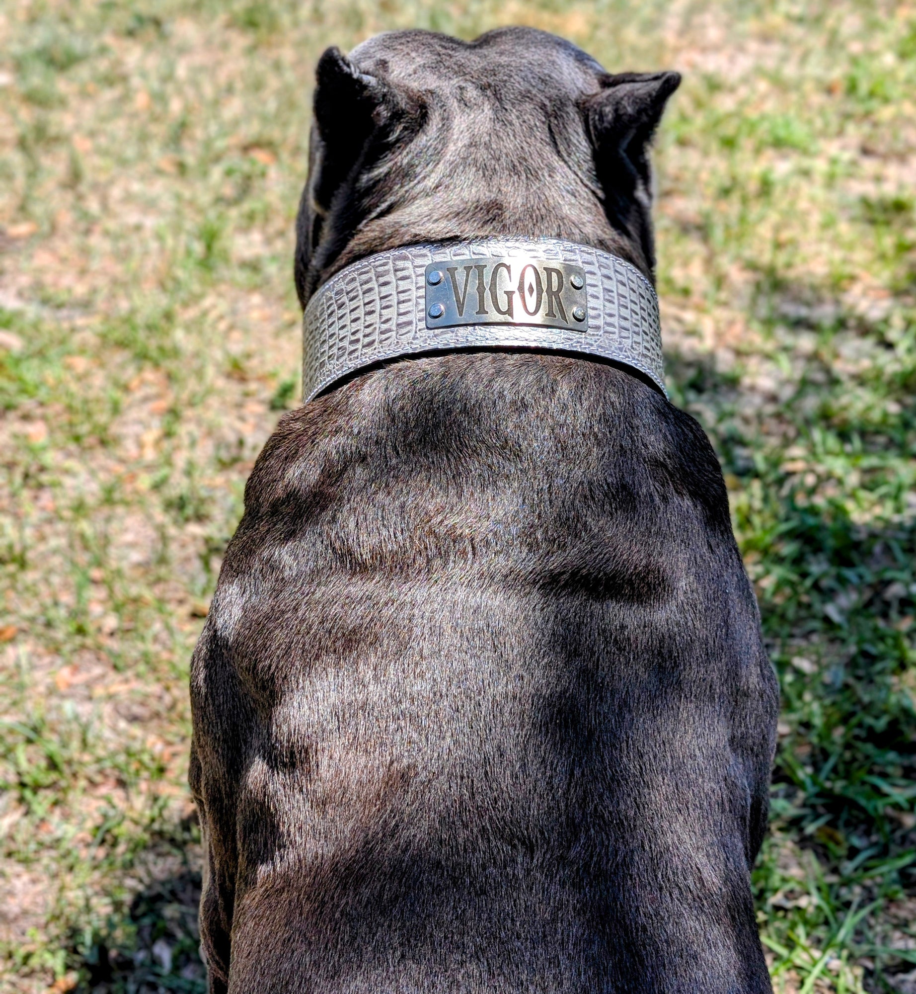 NJ11 - 2 1/2" placa de nome coleira de couro para cachorro