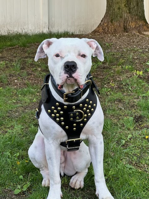 Y20 - Studded Leather Dog Harness