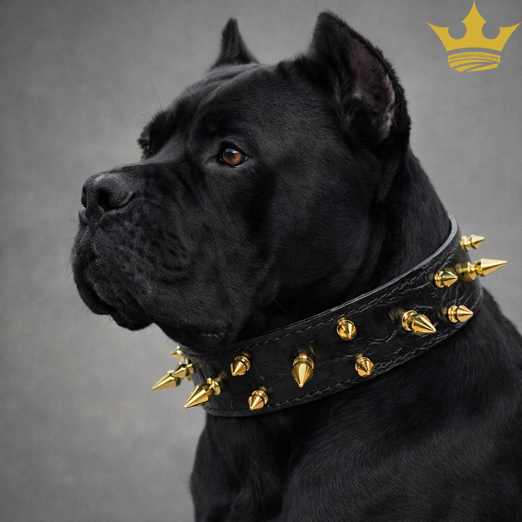 Black dog wearing a spiked collar with gold studs on a gray background