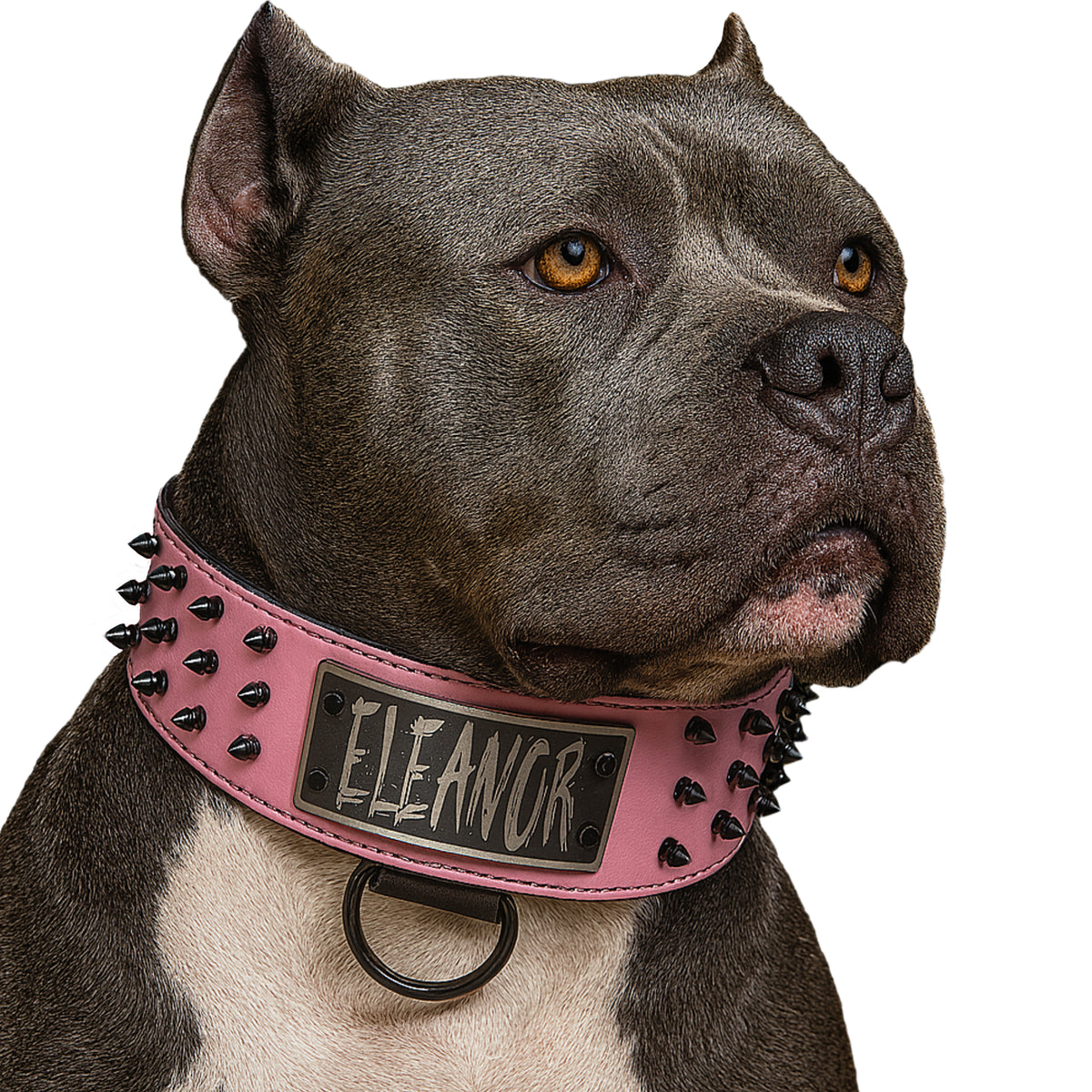 J8 - Personalized 2.5&quot; Wide Personalized Spiked Leather Dog Collar