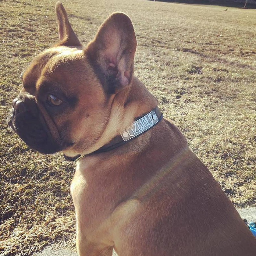 NU1 - 1" Wide Personalized Leather Dog Collar