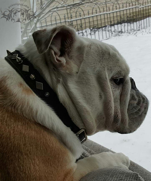 U2 - 1" Wide Studded Leather Dog Collar