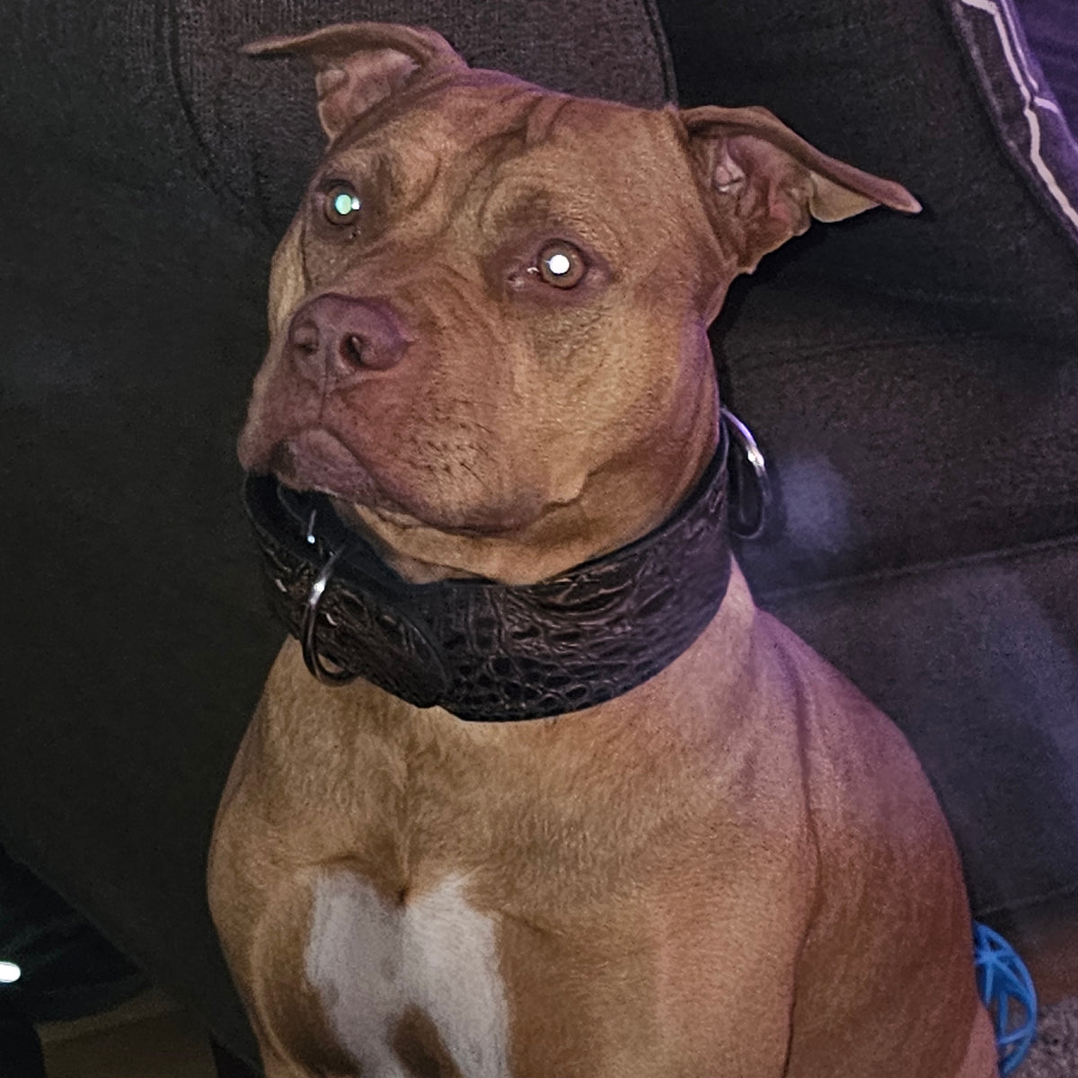 X1 - Collar de cuero para perros de 3" de ancho