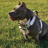 NH7 - PERSONALIZED CLAW SPIKED HARNESS