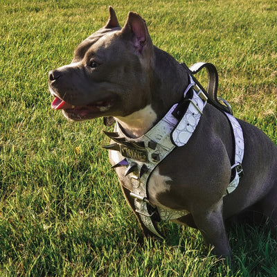 NH7 - PERSONALIZED CLAW SPIKED HARNESS