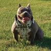 NH7 - PERSONALIZED CLAW SPIKED HARNESS