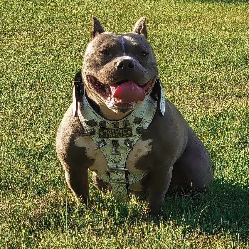 NH7 - Personalized Leather Dog Harness with Claw Spikes