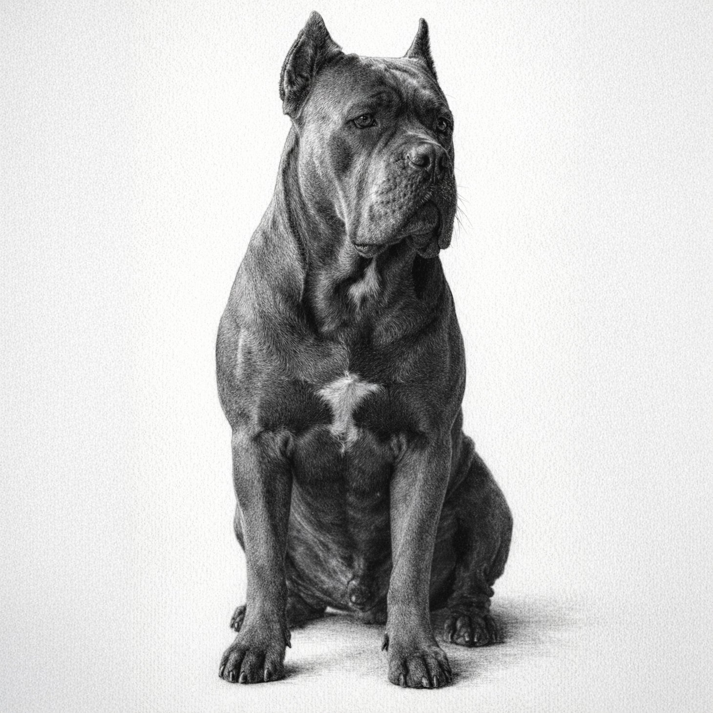 Ultra-Realistic Graphite Pencil Dog Portrait – Digital Dog Art from Your Photo