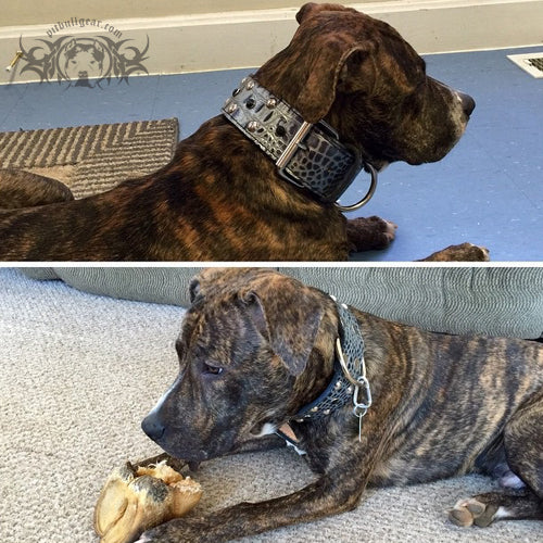 Leather Dog Collar, Nameplate Studded Leather Dog Collar 2" Wide - W34