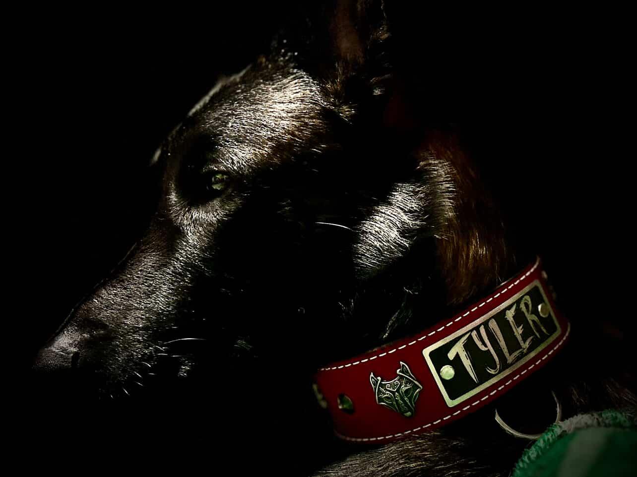 W4 - 2" Wide Viking Wolf Personalized Leather Dog Collar