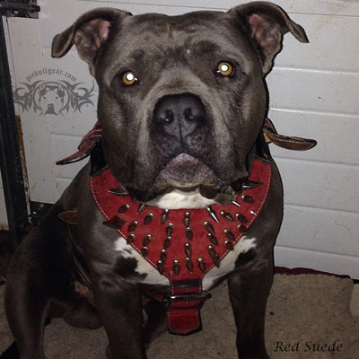 Spiked Leather Dog Harness Heavy Duty Dog Harness Custom Big Dog - Y26