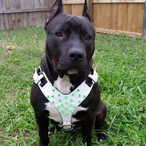Y62 - Spiked Leather Dog Harness