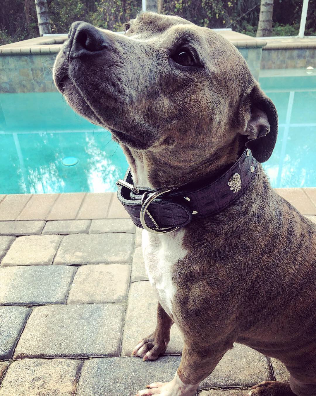 W21 - 2" Wide Leather Dog Collar with Sugar Skulls & Rivets