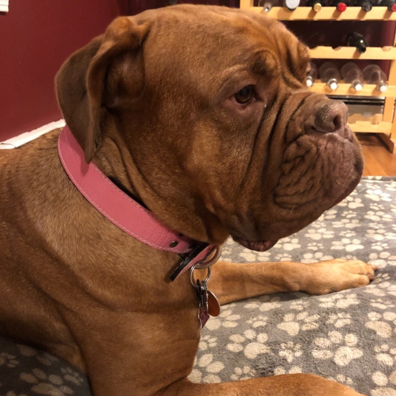 Collar de cuero para perros de 1" de ancho