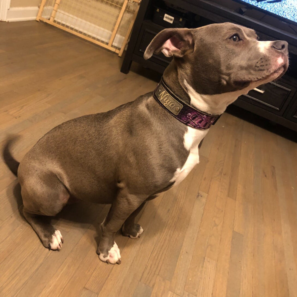 N11 - Collar de cuero para perros de 1,5" de ancho con placa de identificación y gemas