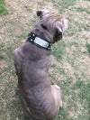 N12 - Coleira de cachorro de couro cravejada com placa de nome personalizada de 2"
