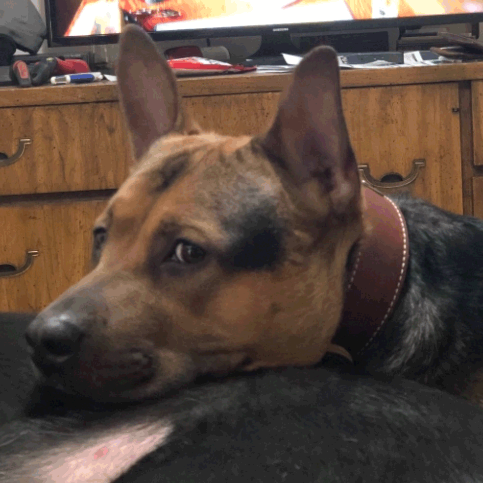 W1 - 2" Wide Leather Dog Collar