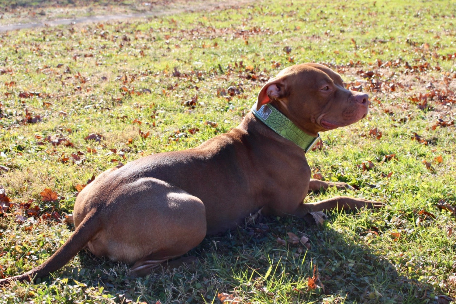 N15 - 2" Wide Personalized Leather Dog Collar