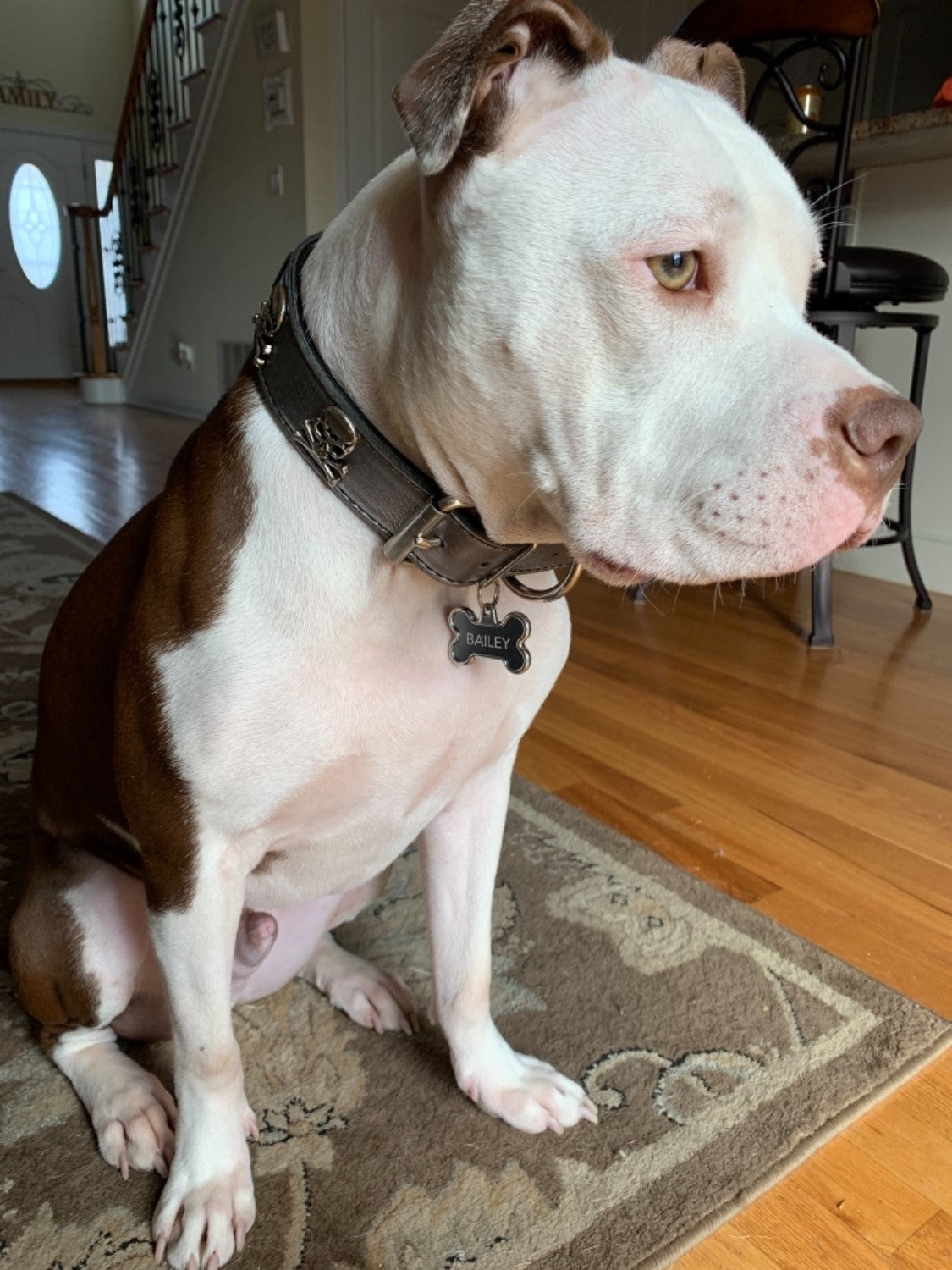 VN47 - Collar de cuero personalizado para perros de 1,5" de ancho con calavera y huesos cruzados