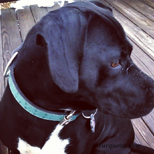 C1 - Coleira para cachorro de couro de 1,5" de largura