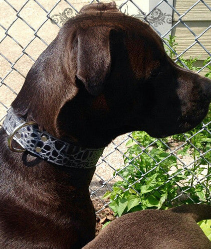 C1 - Coleira para cachorro de couro de 1,5" de largura