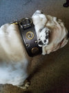 J6 - 2 1/2" Military Themed Leather Dog Collar
