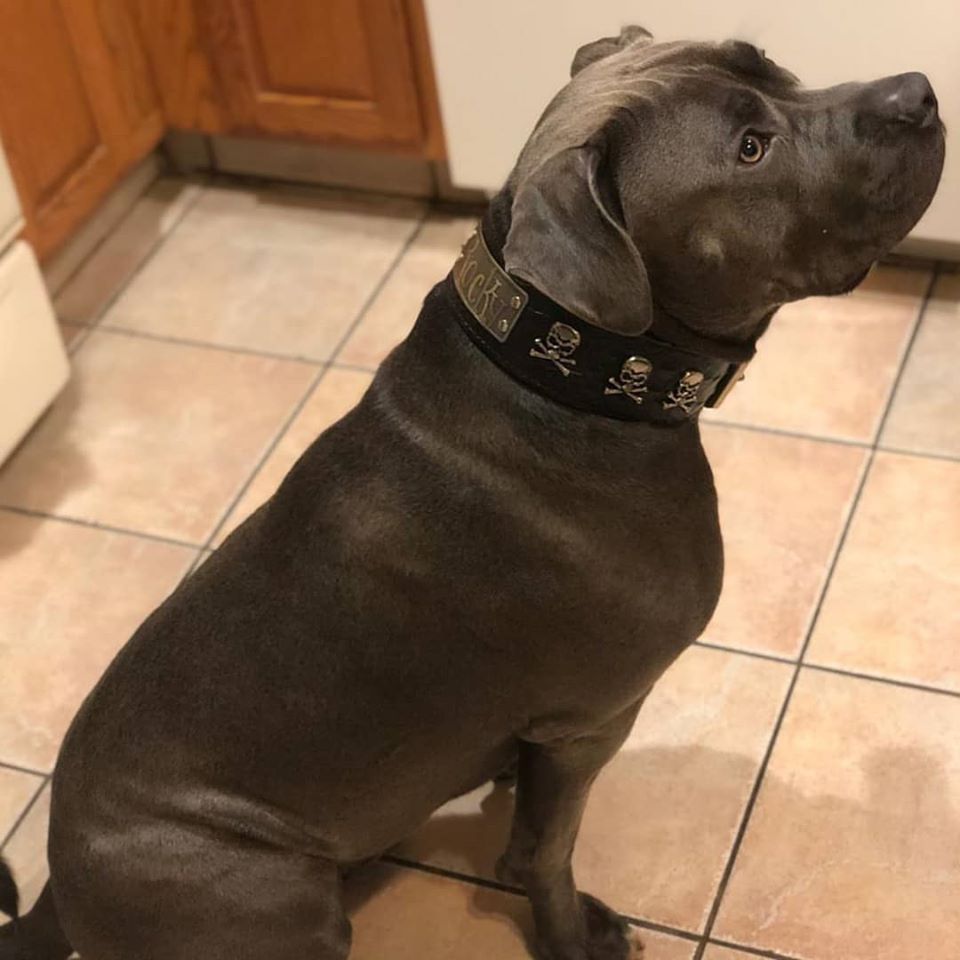 NJ13 - 2.5" Wide Personalized Leather Dog Collar with Skull & Crossbones