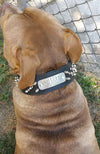 N6 - 2" Name Plate Tapered Dog Collar w/Spikes - 5