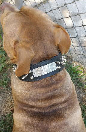 Dog chain with best sale spikes