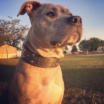 Leather Dog Collar, Personalized Name Plate Studded 2" Wide - N12