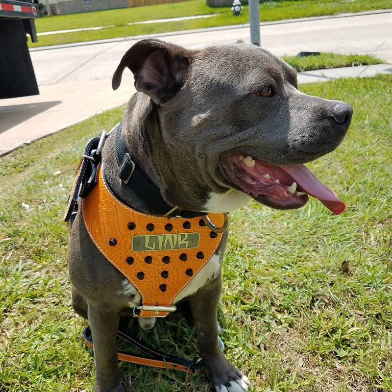 NH11 - Leather Dog Harness Personalized Name Plate and Bucket Studs